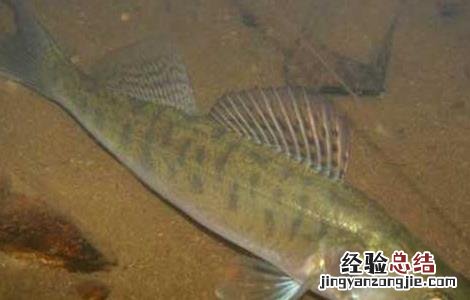 淡水鲈鱼高产养殖技术 淡水鲈鱼高产养殖技术培训