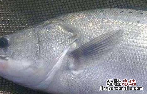 淡水鲈鱼高产养殖技术 淡水鲈鱼高产养殖技术培训