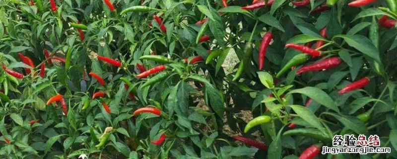 朝天椒的种植技术，用什么肥料好 朝天椒种植注意事项