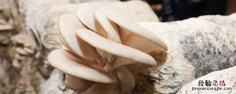 蘑菇的种植技术与管理,菌包买回来怎么处理