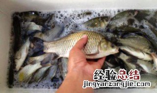野钓鲫鱼用什么饵料好 鲫鱼饵料