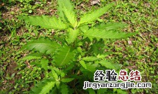 土荆芥的功效与作用图片 土荆芥的功效与作用