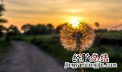 蒲公英吃法大全 蒲公英的各种吃法