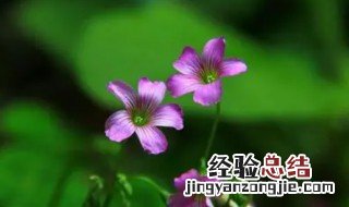 一枝草一点露是什么意思 武林群侠传 一枝草一点露是什么意思