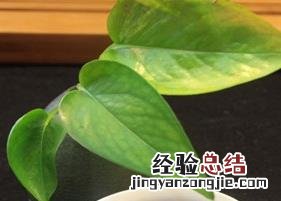 喝黑茶的好处和坏处 长期喝黑茶的好处和坏处