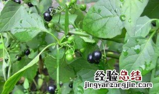 龙葵怎么吃好 龙葵怎么食用方法
