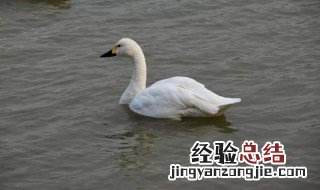 白鹅一文中作者抓住鹅的什么特点 《白鹅》一文中,作者抓住鹅什么的特点