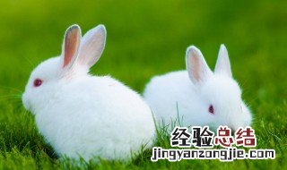 兔粪可以直接施肥吗 兔子粪便能不能直接施肥