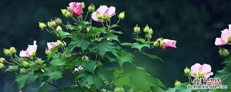 芙蓉含义是什么 芙蓉含义