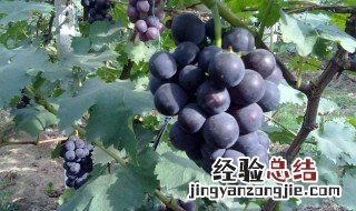 巨峰葡萄是什么品种 巨峰葡萄属于什么品种呢