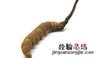 虫草怎样吃效果最好 虫草吃法