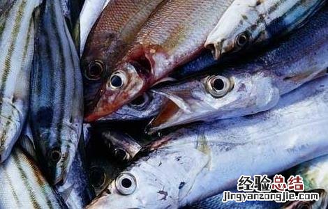 带鱼为什么都是死的呢 带鱼为什么都是死的