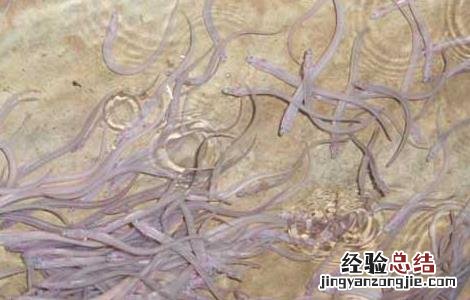 鳗鱼苗价格及养殖方法图片 鳗鱼苗价格及养殖方法
