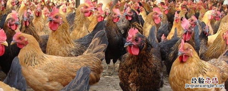 鸡为什么喜欢吃白色泡沫,吃了有什么危害吗