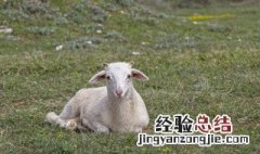 家里煮羊肉的正确方法 煮羊肉的技巧介绍
