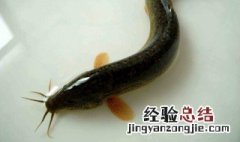 泥鳅和什么鱼混养最佳 搭配比例是多少