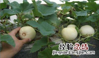甜瓜种植技术与管理 甜瓜种植方法