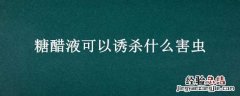 糖醋液可以诱杀什么害虫呢 糖醋液可以诱杀什么害虫