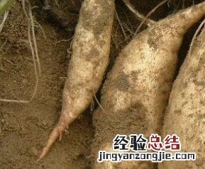 白薯的功效与作用、禁忌和食用方法 白薯的功效与作用