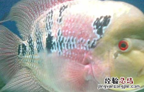 珍珠罗汉鱼饲养技巧 珍珠罗汉鱼价格及饲养方法