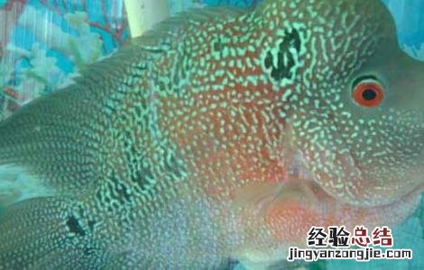 珍珠罗汉鱼饲养技巧 珍珠罗汉鱼价格及饲养方法