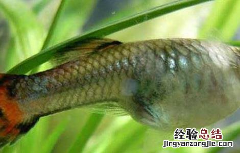 孔雀鱼生小鱼怎么养分公母 孔雀鱼生小鱼怎么养
