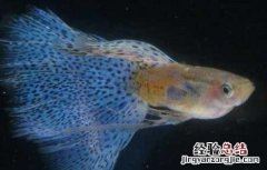 孔雀鱼生小鱼怎么养分公母 孔雀鱼生小鱼怎么养