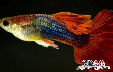 养孔雀鱼总死 孔雀鱼怎么养不容易死