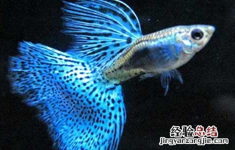 养孔雀鱼总死 孔雀鱼怎么养不容易死