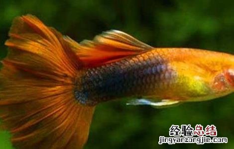 养孔雀鱼总死 孔雀鱼怎么养不容易死