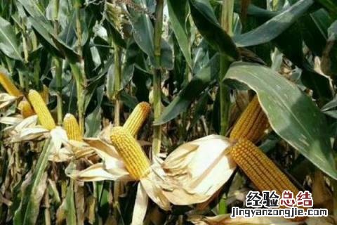 高产玉米种 高产玉米种子