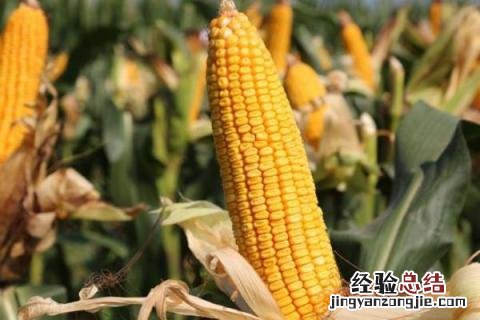 高产玉米种 高产玉米种子