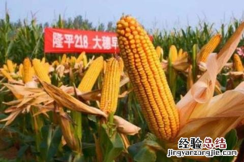高产玉米种 高产玉米种子