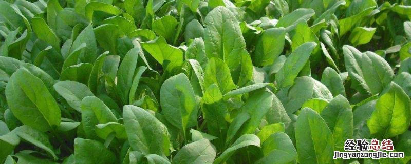 种植蔬菜一亩利润是多少,用什么肥料好