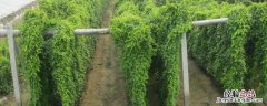 山药的种植方法与技术，山药弄到手上很痒是什么原因，怎么处理