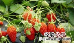 草莓适合什么季节种 哪个季节种草莓好呢