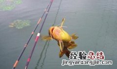 初春什么时候钓鱼 初春钓鱼时间