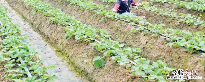 田间管理包括哪些内容,主要措施有哪些