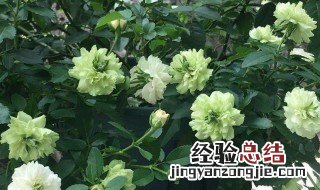 什么花代表坚强和快乐 代表坚强和快乐的花有哪些