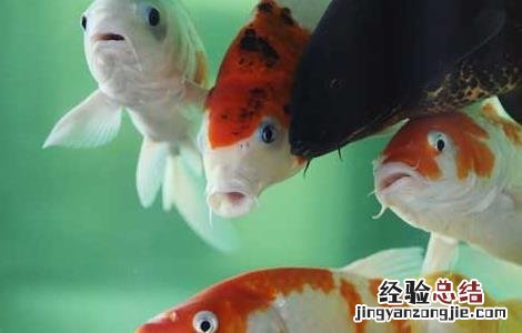 锦鲤鱼养几条最好最招财 锦鲤鱼养几条最招财