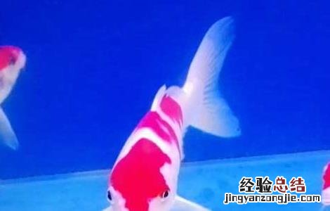 锦鲤鱼养几条最好最招财 锦鲤鱼养几条最招财