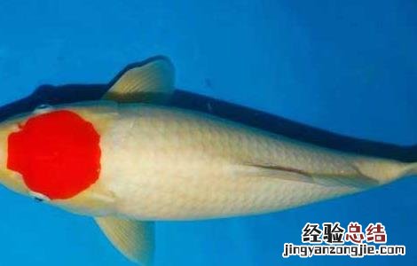 锦鲤鱼养几条最好最招财 锦鲤鱼养几条最招财