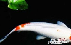 锦鲤鱼养几条最好最招财 锦鲤鱼养几条最招财
