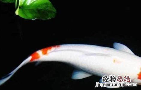 锦鲤鱼养几条最好最招财 锦鲤鱼养几条最招财