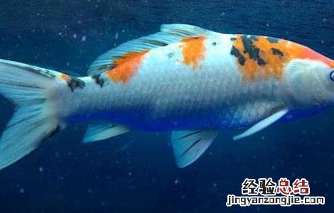 锦鲤鱼怎么养长得快 锦鲤鱼怎么养长得快又大