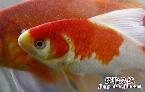锦鲤鱼怎么养长得快 锦鲤鱼怎么养长得快又大