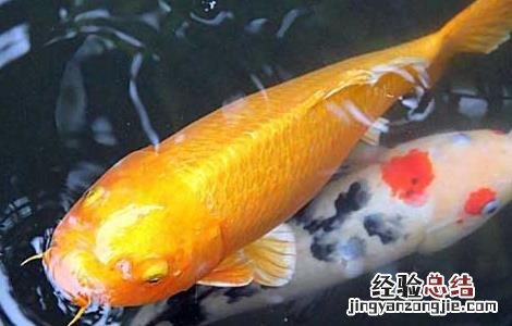 锦鲤鱼怎么养长得快 锦鲤鱼怎么养长得快又大