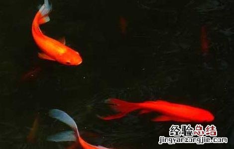 锦鲤鱼怎么养长得快 锦鲤鱼怎么养长得快又大