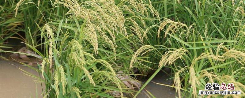 水稻的生育周期，水稻堆内温度多少合适