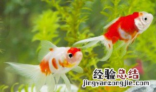 立春钓鱼钓近还是钓深 看完下面的介绍您就一清二楚了